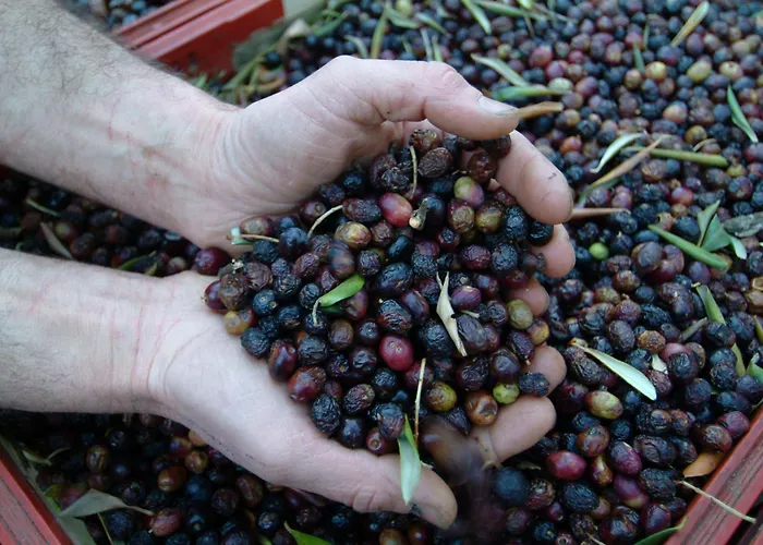 Casa-albina-corsica *