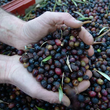 Casa-albina-corsica *